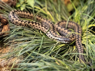 Steppe viper, Vipera ursinii moves in the grass