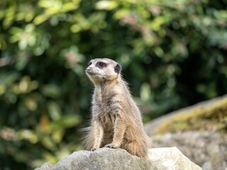Meerkat, Suricata suricatta, sits on a rock and observes the surroundings