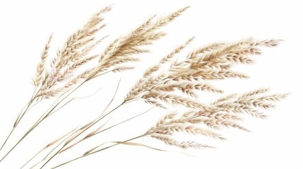 graceful feather reed grass calamagrostis acutiflora isolated hyperrealistic botanical illustration