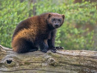 Fototapeta premium Wolverine, Gulo gulo, sits on a trunk and observes the surroundings