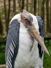 Portret dsopělého Greater Adjutant, Leptoptilos crumeniferus,