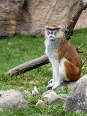 Obraz premium Patas Monkey, Erythrocebus patas, sits on a rock and observes the surroundings