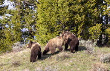 Grizzly Bears in Spring in Yellowstone National Park Wyoming