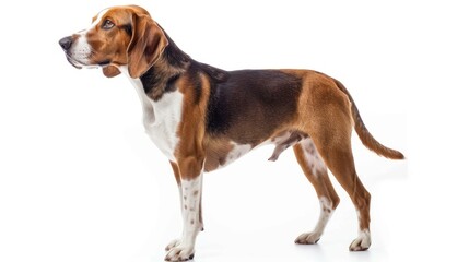 English Foxhound full body clearly photo on white background , 