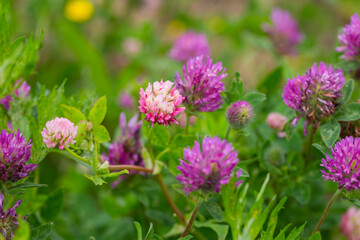 clover flower close-up, botany.Trifolium rubens