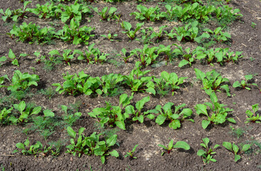 a field of beetroot seedlings that are growing in dirt