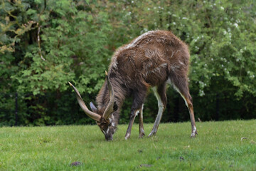 sitatunga grazing on grass