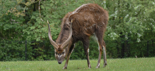 sitatunga grazing on grass