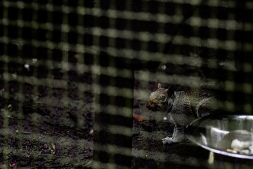 squirrel behind bars