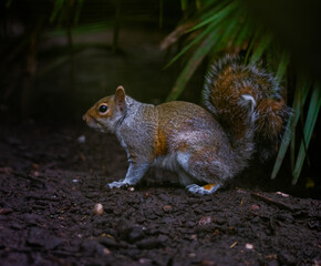 squirrel in a park