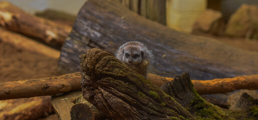 meerkat keeping a low profile, natural background