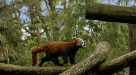 red panda up in the trees, cute red bushy tail