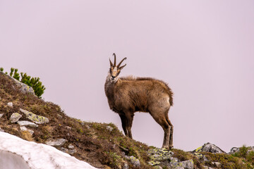 mountain goat (chamois) in natural habitat