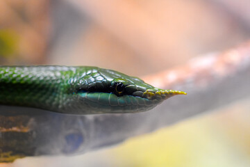 a rhinoceros ratsnake, macro close up shot, green scales visible in detail as well as distinctive nose horn