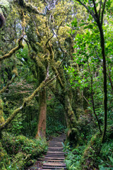 Mysterious woodland lush tropical rainforest with wooden path leading