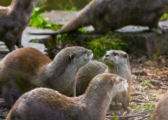 group of otters, nature reserve photography. cute brown otters outside