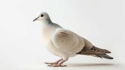 Obraz premium Eurasian Collared Dove full body clearly photo on white background , 