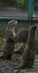 group of otters, nature reserve photography. cute brown otters outside