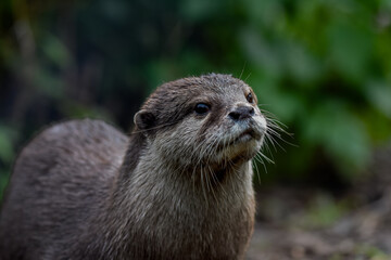 close up of a cute otter. sweet whiskered face, shot with a macro lens.