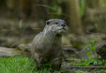 photo of a sweet little otter in nature reserve