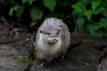 sweetest little brown otter with a pink nose