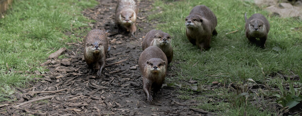 group of otters, nature reserve photography. cute brown otters outside