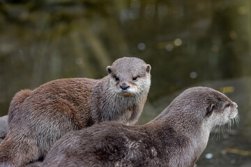 group of otters, nature reserve photography. cute brown otters outside
