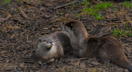 group of otters, nature reserve photography. cute brown otters outside