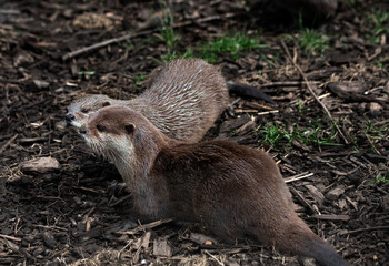 group of otters, nature reserve photography. cute brown otters outside