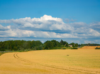 Large fields of ripe wheat and forest faraway in the Latvian rural countryside. View of the large...