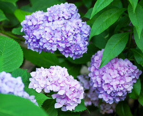 Pink hydrangea flowers close up