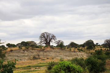  Landscape of Tarangire National Park, Tanzania, East Africa.