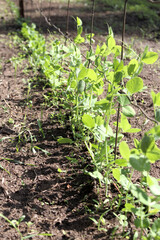 Freshly sprouted peas growing on a trellis in the garden