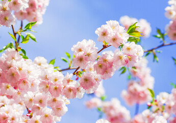 Blooming sakura with pink flowers in spring