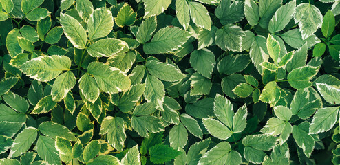 Fototapeta premium Background of colorful leaves of field plants.