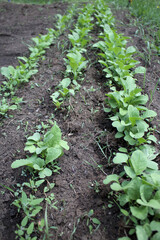 freshly sprouted young turnips growing in the garden in rows