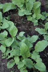 young whitetop turnips growing in the garden