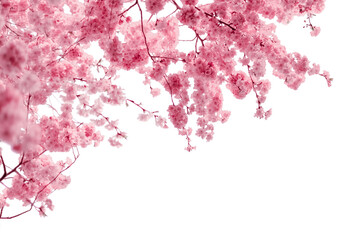 Sakura cherry blossom branches with pink flowers © Ann
