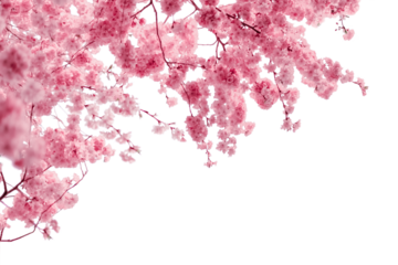 Sakura cherry blossom branches with pink flowers