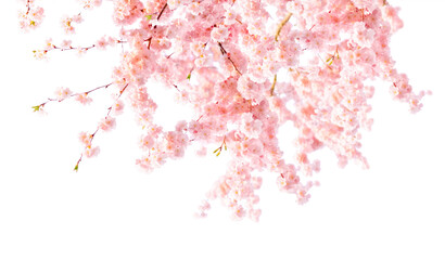 Cherry Blossom Banner © Ann