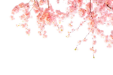 Cherry Blossom Banner