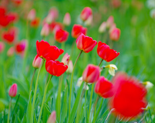 Red tulips in the garden