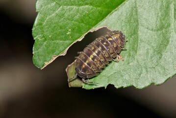 Pillbug Sowbug woodlouse slater Armadillidium vulgare on leaf isopod nature pest control.
