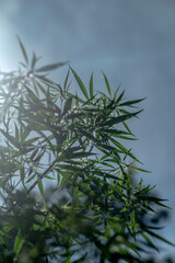 The hemp plant in the bright rays of the sun against a blue sky. Selective focus.
