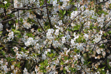 Cherry tree branches full of bright white fully open blossom flowers and small light green leaves in suburban home garden on warm sunny spring day