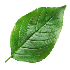 Obraz premium Close-up of a vibrant green leaf with detailed veins and texture, isolated on a white background. Nature and botanical concept.