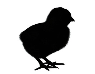 Obraz premium schwarze Silhouette Kontrast ein Küken icon isoliert auf weißen Hintergrund, Freisteller 