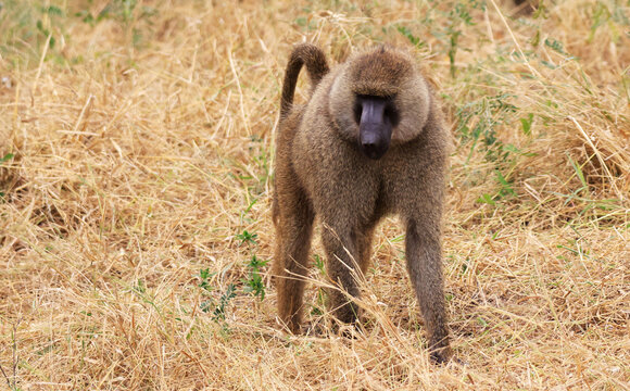Olive Baboons in Tarangire National Park, Tanzania, East Africa.