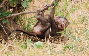 Olive Baboons in Tarangire National Park, Tanzania, East Africa.