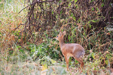 Dik-Dik in Tarangire National Park, Tanzania, East Africa